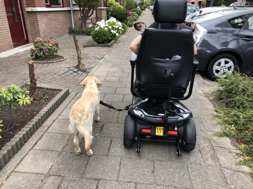 Een prachtige golden tijdens privé training golden retriever, privé training, privé hondentraining, scootmobiel, hulphond