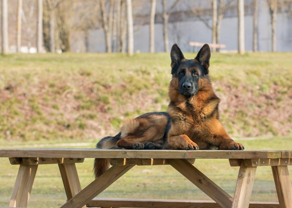 gehoorzaamheid, hond, hondentraining, hondentrainer, prive hondentraining