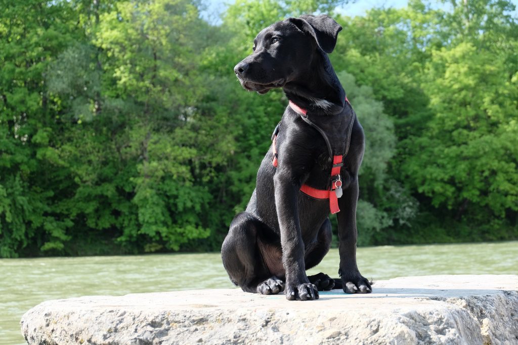 gehoorzaamheid, hondenschool, hond training, kynologisch, honden trainer, prive training