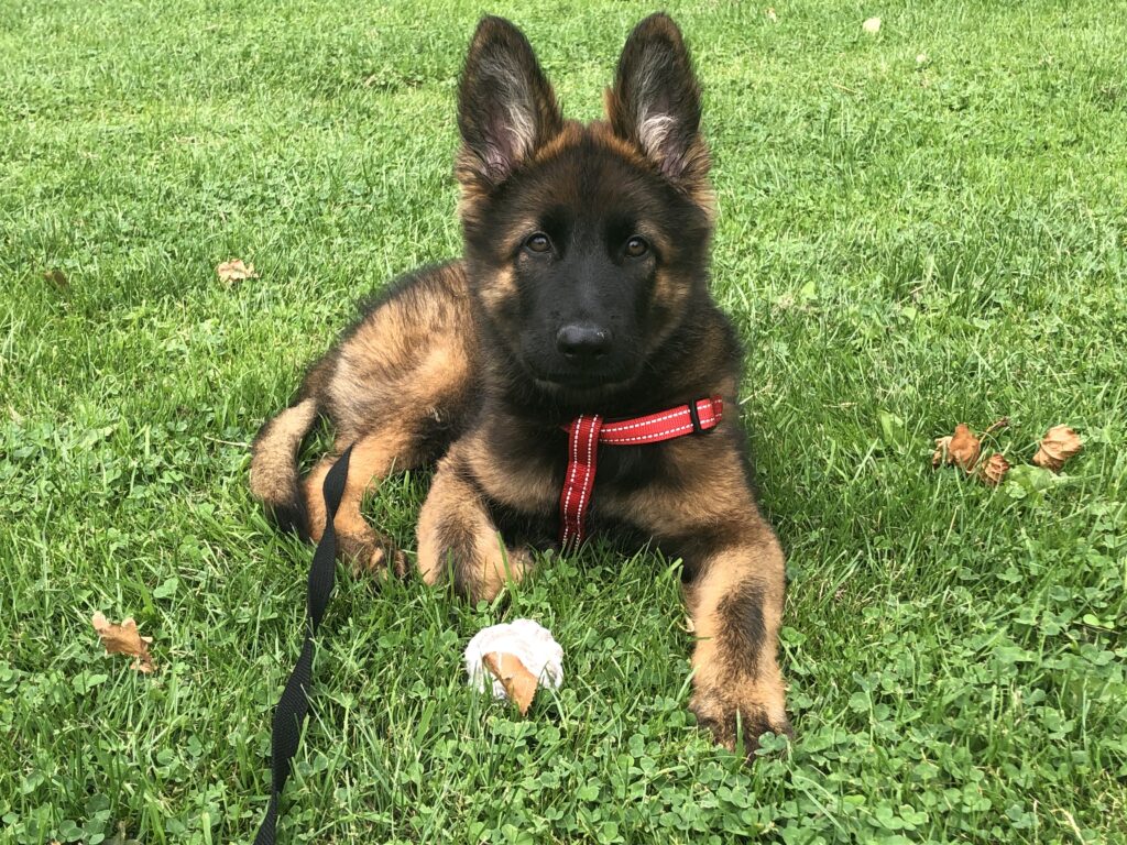 puppy, cursus, hondentraining
