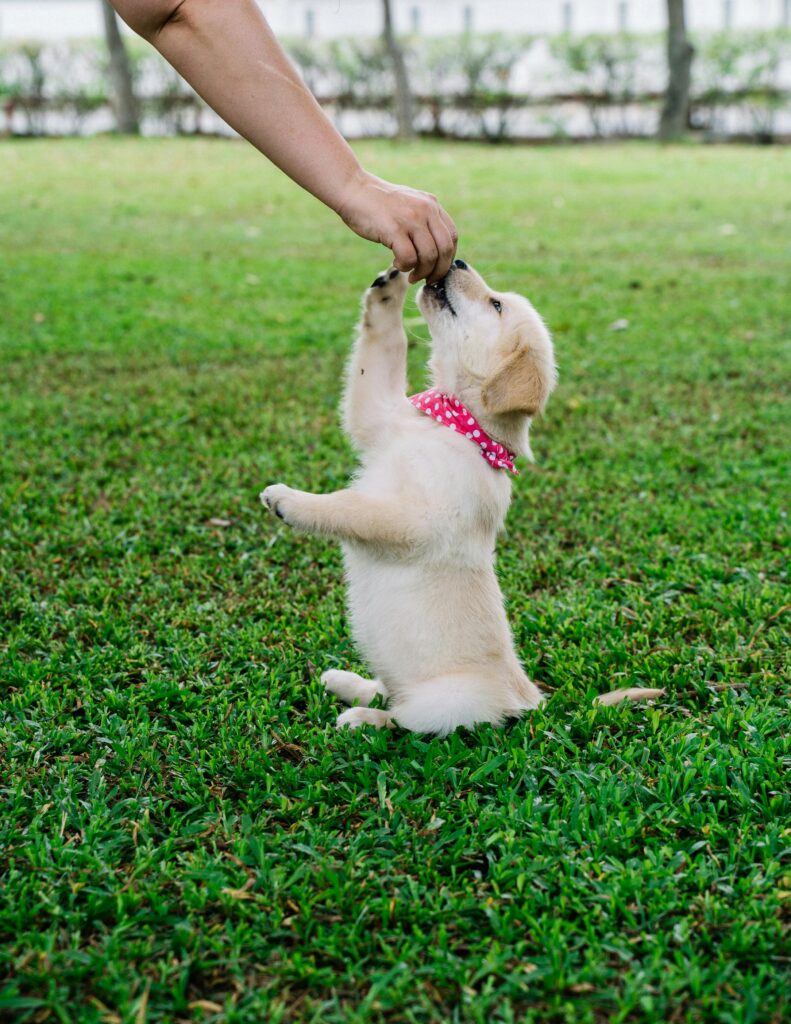 Privé training, hondentraining, gedragstherapie, gedrag therapie, puppy cursus, honden training, honden trainen, gedragstherapeut, kinderen, lezingen, gastlessen, lezing, gastles, honden gedrag, honden cursus
