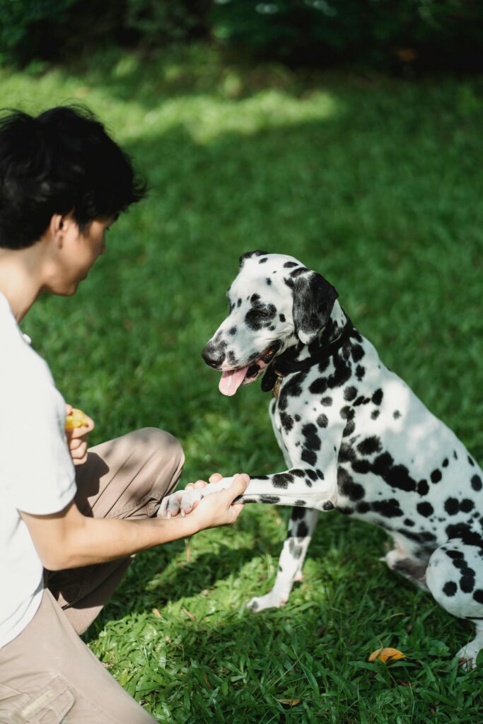 pexels-bethany-ferr-5482552 prive training, hond, coaching, trainingen, hondentrainer, hondenschool