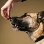 privé training, hondentraining, gedragstherapie, gedrag therapie, puppy cursus, honden training, honden trainen, gedragstherapeut, kinderen, lezingen, gastlessen, lezing, gastles, honden gedrag, honden cursus