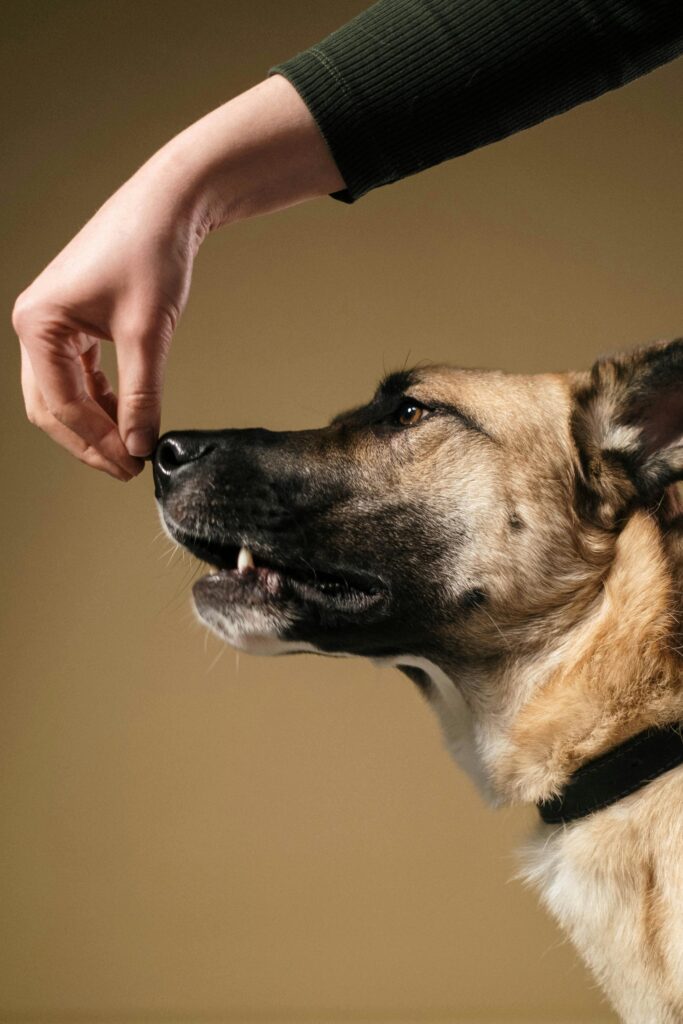 privé training, hondentraining, gedragstherapie, gedrag therapie, puppy cursus, honden training, honden trainen, gedragstherapeut, kinderen, lezingen, gastlessen, lezing, gastles, honden gedrag, honden cursus