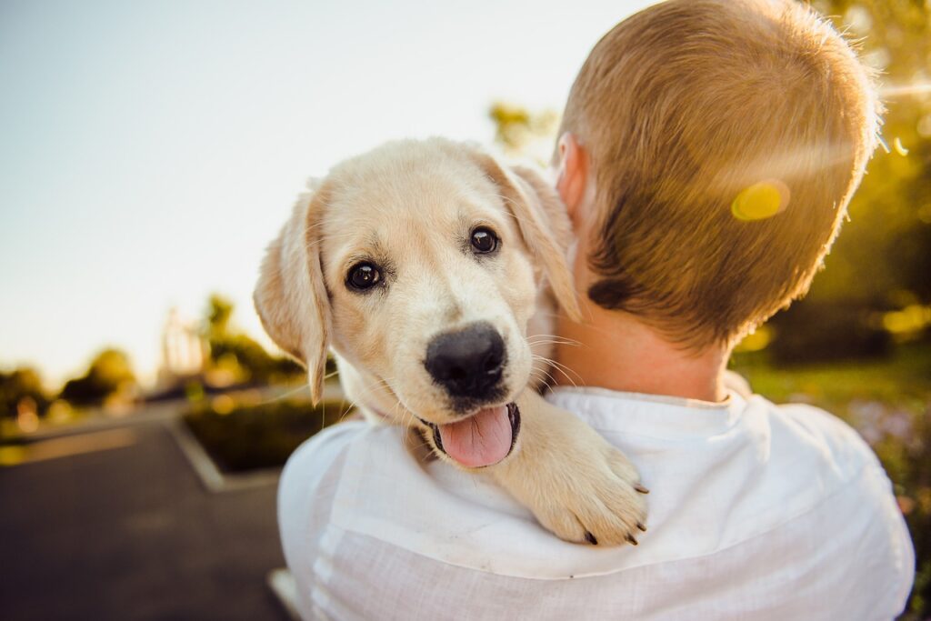dog-3344414_1280 Kinder cursus